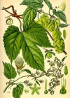 Einzelbild 2 Hopfen - Humulus lupulus
