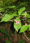 Einzelbild 1 Alpen-Heckenkirsche - Lonicera alpigena