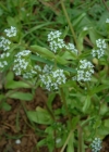 Einzelbild 2 Echter Ackersalat - Valerianella locusta