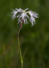 Einzelbild 2 Pracht-Nelke - Dianthus superbus