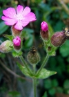 Einzelbild 2 Rote Waldnelke - Silene dioica