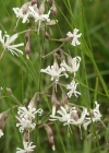 Einzelbild 1 Nickendes Leimkraut - Silene nutans