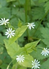 Einzelbild 1 Hain-Sternmiere - Stellaria nemorum