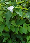 Einzelbild 1 Echte Zaunwinde - Calystegia sepium