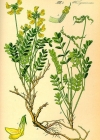Einzelbild 1 Schopfiger Hufeisenklee - Hippocrepis comosa