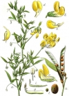 Einzelbild 2 Wiesen-Platterbse - Lathyrus pratensis