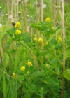Einzelbild 2 Hopfenklee - Medicago lupulina