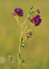 Einzelbild 2 Saat-Luzerne - Medicago sativa