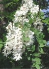 Einzelbild 1 Robinie - Robinia pseudoacacia