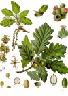 Einzelbild 2 Trauben-Eiche - Quercus petraea