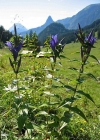 Einzelbild 2 Schwalbenwurz-Enzian - Gentiana asclepiadea