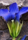 Einzelbild 2 Gefranster Enzian - Gentiana ciliata