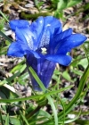 Einzelbild 1 Kalk-Glocken-Enzian - Gentiana clusii