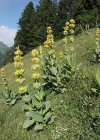 Einzelbild 2 Gelber Enzian - Gentiana lutea