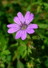 Einzelbild 1 Pyrenäen-Storchschnabel - Geranium pyrenaicum
