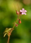 Einzelbild 2 Stinkender Storchschnabel - Geranium robertianum