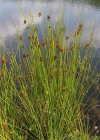Einzelbild 2 Flatter-Binse - Juncus effusus