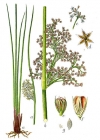 Einzelbild 3 Flatter-Binse - Juncus effusus