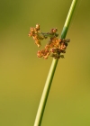 Einzelbild 1 Flatter-Binse - Juncus effusus