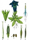 Einzelbild 2 Silikat-Glocken-Enzian - Gentiana acaulis