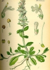 Einzelbild 2 Kriechender Günsel - Ajuga reptans