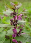 Einzelbild 1 Gefleckte Taubnessel - Lamium maculatum
