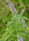 Einzelbild 2 Ross-Minze - Mentha longifolia