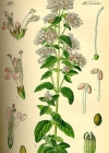 Einzelbild 2 Echter Dost - Origanum vulgare