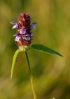 Einzelbild 3 Kleine Brunelle - Prunella vulgaris