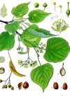 Einzelbild 2 Winter-Linde - Tilia cordata