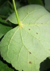 Einzelbild 3 Winter-Linde - Tilia cordata