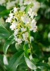 Einzelbild 1 Gemeiner Liguster - Ligustrum vulgare