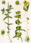 Einzelbild 2 Kleiner Klappertopf - Rhinanthus minor