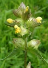 Einzelbild 1 Kleiner Klappertopf - Rhinanthus minor