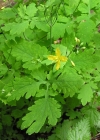 Einzelbild 1 Schöllkraut - Chelidonium majus
