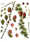 Einzelbild 2 Europäische Lärche - Larix decidua