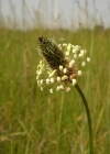 Einzelbild 1 Spitz-Wegerich - Plantago lanceolata
