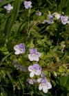 Einzelbild 1 Faden-Ehrenpreis - Veronica filiformis