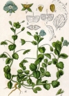 Einzelbild 2 Persischer Ehrenpreis - Veronica persica
