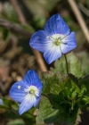Einzelbild 1 Persischer Ehrenpreis - Veronica persica
