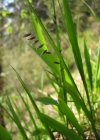 Einzelbild 2 Nickendes Perlgras - Melica nutans
