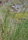 Einzelbild 2 Borstgras - Nardus stricta