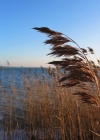 Einzelbild 1 Schilf - Phragmites australis