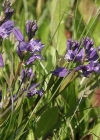 Einzelbild 1 Wiesen-Kreuzblume - Polygala vulgaris