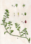 Einzelbild 2 Vogel-Knöterich - Polygonum aviculare aggr.