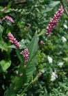 Einzelbild 1 Pfirsichblättriger Knöterich - Polygonum persicaria