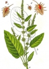 Einzelbild 2 Stumpfblättriger Ampfer - Rumex obtusifolius