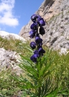 Einzelbild 1 Blauer Eisenhut - Aconitum napellus