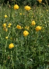 Einzelbild 2 Europäische Trollblume - Trollius europaeus