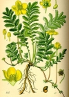 Einzelbild 2 Gänse-Fingerkraut - Potentilla anserina